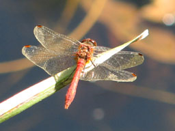 ruddy darter (male)